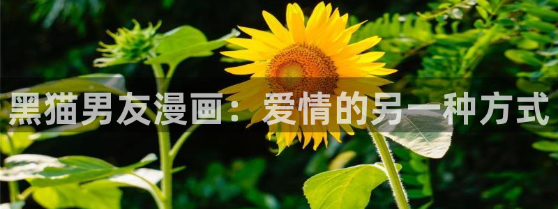 汗汗汗汗汗漫画：黑猫男友漫画：爱情的另一种方式