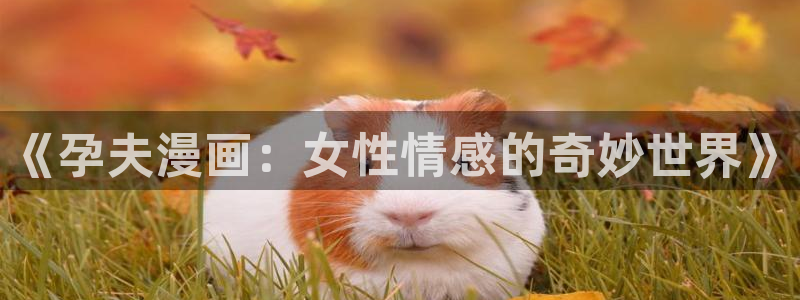 韩国漫画无遮挡汗汗漫画：《孕夫漫画：女性情感的奇妙世界》